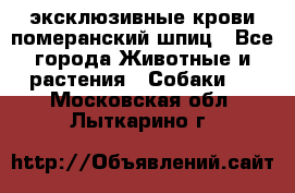 эксклюзивные крови-померанский шпиц - Все города Животные и растения » Собаки   . Московская обл.,Лыткарино г.